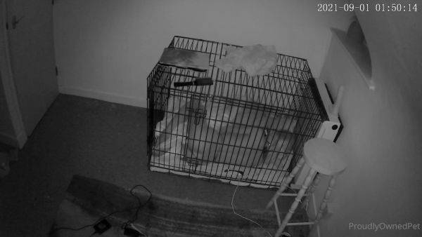 Enjoy watching the uncensored video named Proudlyownedpet 09 09 2021