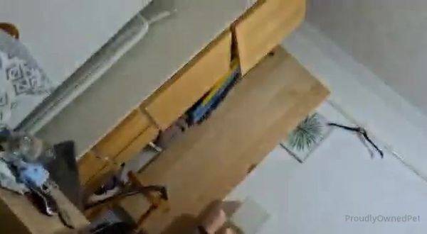View the uncut scene named Proudlyownedpet 08 06 2021