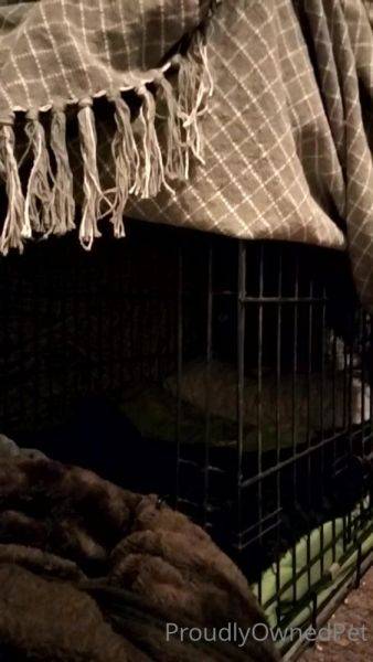 Enjoy watching the complete video of Proudlyownedpet 23 12 2021