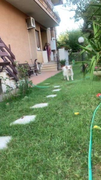 Stream full video named AngelWicky Onlyfans Video Flashback from Italy 4 playing with doggie hran s pejskem 1080x1920